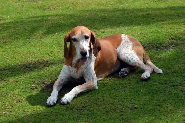 Coonhound Inglês 2vettop% Coonhound inglês