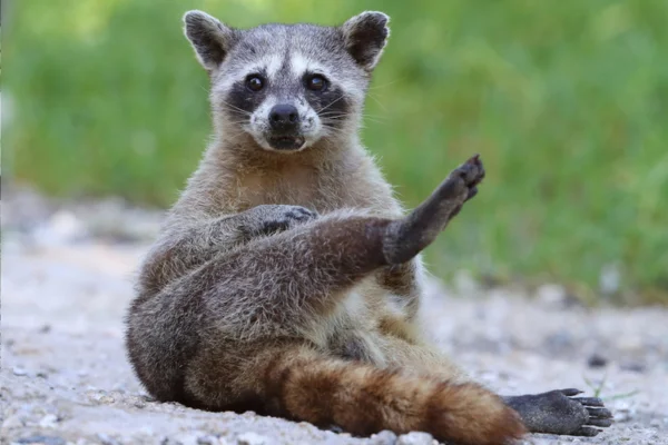 Tipos de Guaxinins 3vettop% Cozumel (Procyon pygmaeus