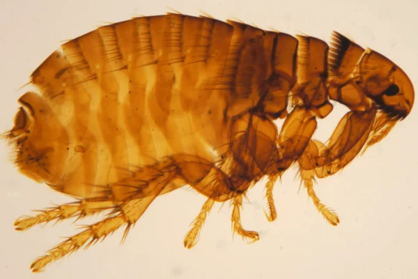 Tipos de Pulgas e Como Identificá-las 2vettop% Ctenocephalides canis