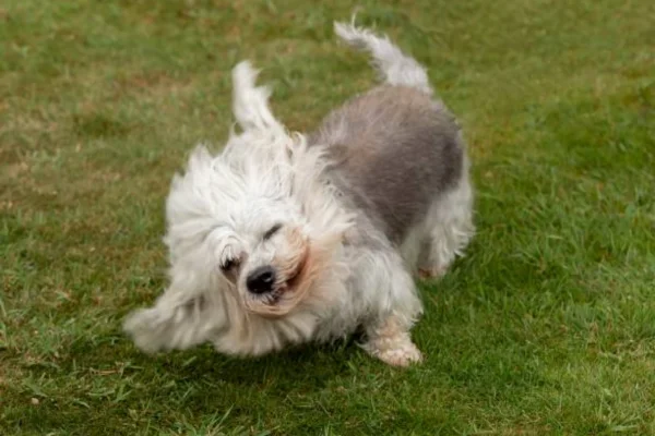 Dandie Dinmont Terrier 2vettop% Dandie Dinmont Terrier