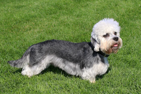 Dandie Dinmont Terrier 1vettop% Dandie Dinmont Terrier