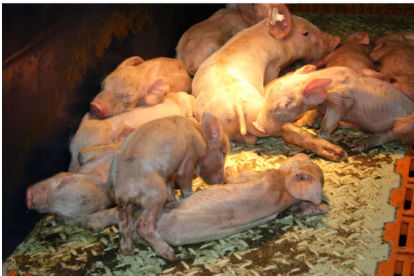 Diarreia Epidêmica Suína 1vettop% Swine Epidemic Diarrhea