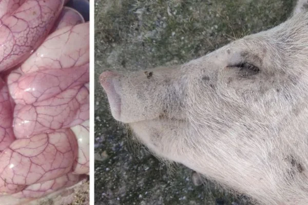 Doença do Edema em Súinos 1vettop% Doença do Edema em Súinos