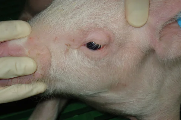 Doença do Edema em Súinos 2vettop% Doença do Edema em Súinos
