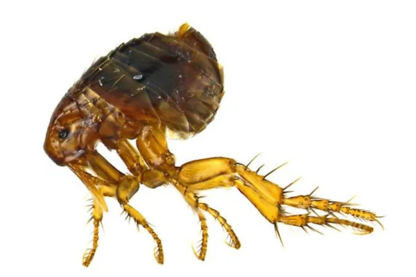Tipos de Pulgas e Como Identificá-las 5vettop% Echidnophaga gallinacea