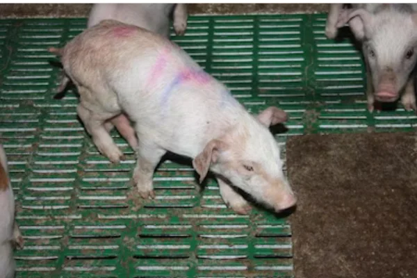 Encefalomiocardite 1vettop% Encefalomiocardite em Suínos