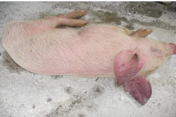 Encefalomiocardite 2vettop% Encefalomiocardite em Suínos