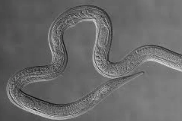 Estrongiloidíase em Suínos 1vettop% Estrongiloidíase em Suínos
