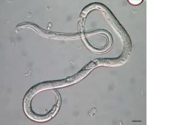 Estrongiloidíase em Suínos 3vettop% Estrongiloidíase em Suínos