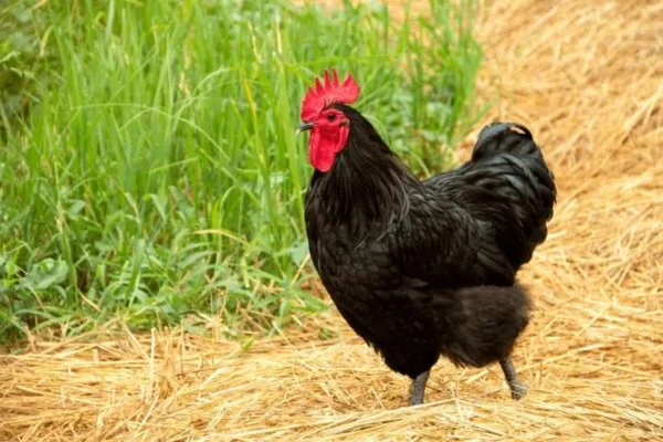 Galinha Australorp 2vettop% Galinha Australorp