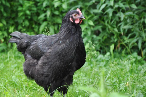 Galinha Australorp 1vettop% Galinha Australorp