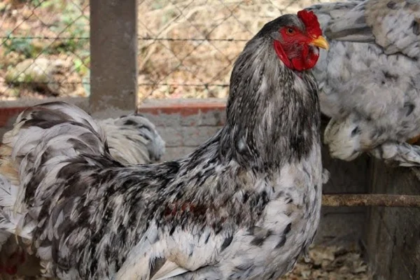 Galinha Brahma 2vettop% Galinha Brahma