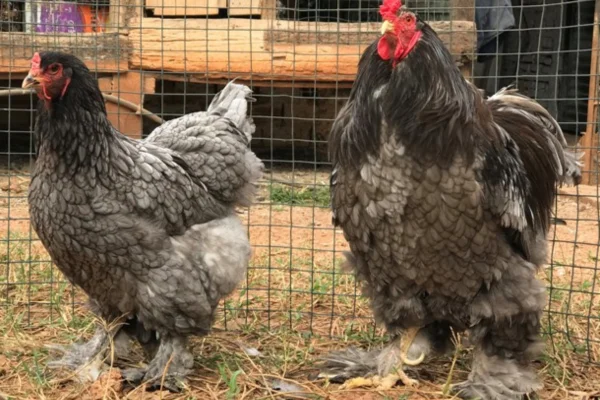 Galinha Brahma 1vettop% Galinha Brahma