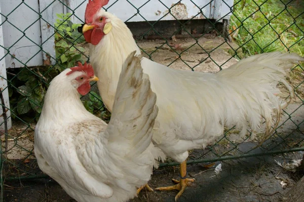 Galinha Leghorn 2vettop% Galinha Leghorn