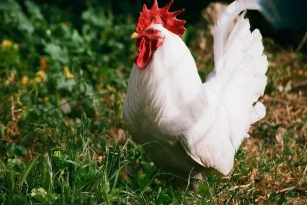 Galinha Leghorn 1vettop% Galinha Leghorn
