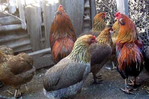 Galinhas Mapuche 1vettop% Galinhas Mapuche