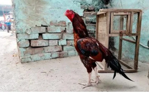 Galos Shamo 1vettop% Galos Shamo