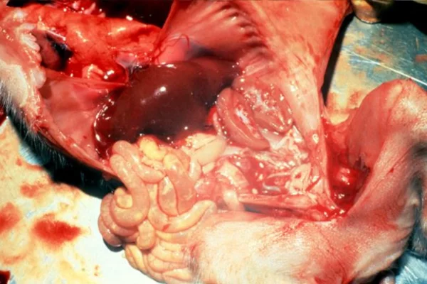 Gastroenterite Transmissível em Suínos 2vettop% Gastroenterite Transmissível