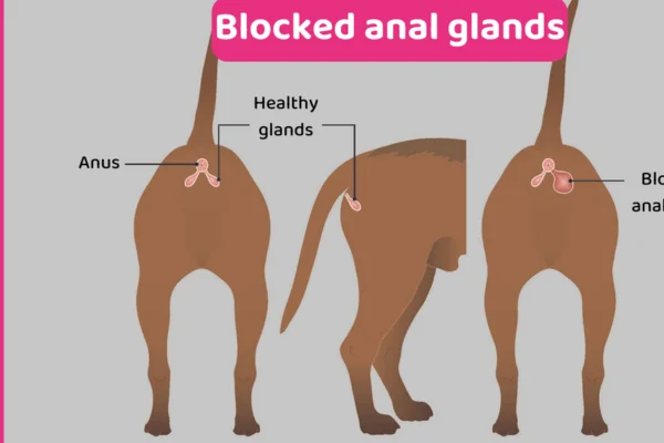 Glândulas Anais dos Cachorros - Saiba tudo 1vettop% Glândulas Anais dos Cachorros