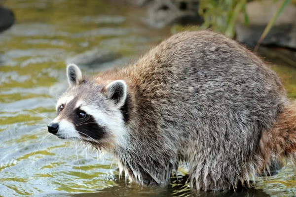 Guaxinins 1vettop% Raccoons