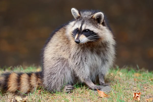 Tipos de Guaxinins 1vettop% Procyon lotor)