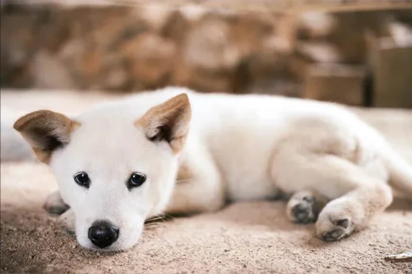Jindo coreano 2vettop% Jindo coreano