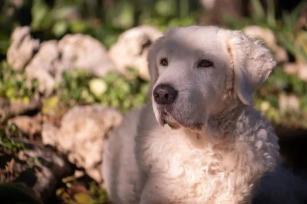 Kuvasz 1vettop% Kuvasz