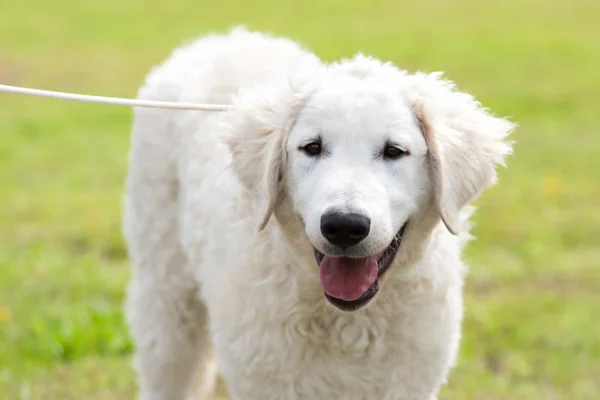 Kuvasz 2vettop% Kuvasz