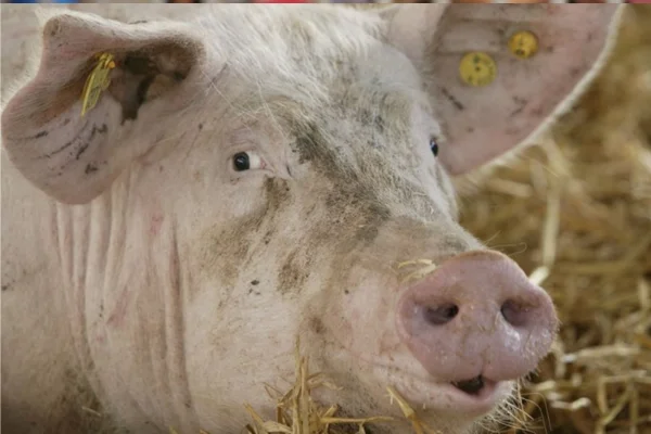 leptospirose suína 1vettop% Leptospirose Suína