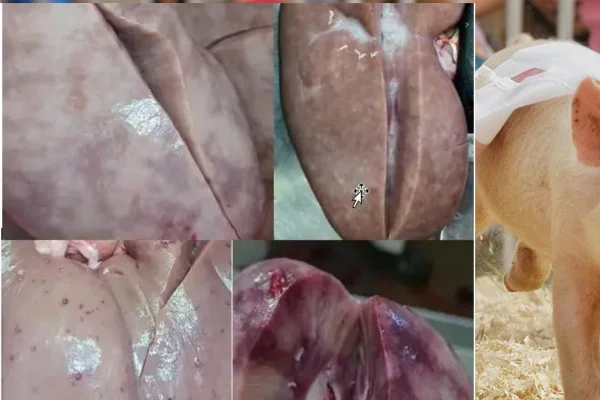leptospirose suína 2vettop% Leptospirose Suína