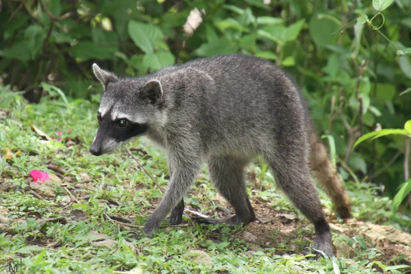 Tem guaxinim no brasil? 2vettop% Tem guaxinim no brasil