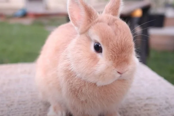 Netherland Dwarf 1vettop% Netherland Dwarf
