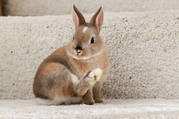 Netherland Dwarf 2vettop% Netherland Dwarf