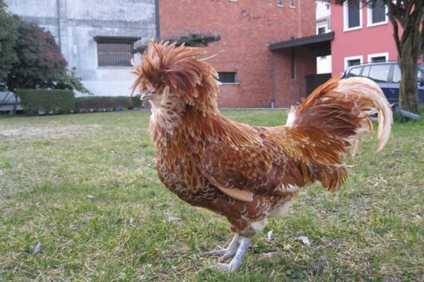 Padovana 1vettop% Padovana