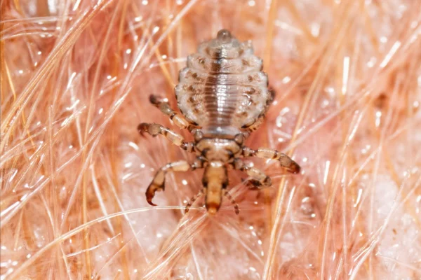 Pediculose (Haematopinus suis) 1vettop% Pediculose (Haematopinus suis)