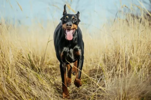 Pinscher Alemão 1vettop% Pinscher Alemão