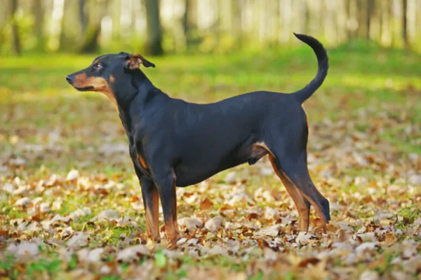Pinscher Alemão 2vettop% Pinscher Alemão