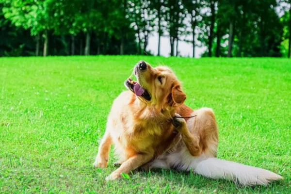 Piolhos em cachorros Piolhos em cachorros