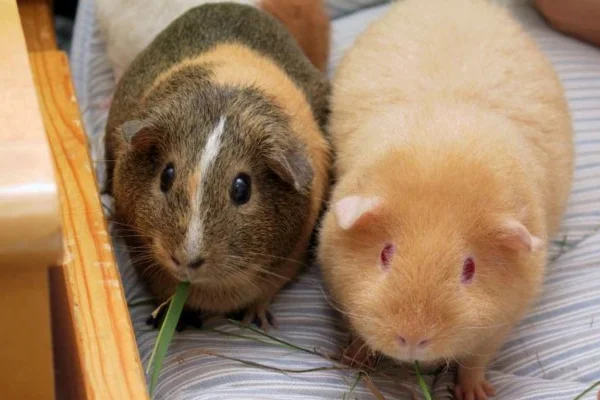 Piolhos em Porquinhos da Índia 2vettop% Piolhos em Porquinhos da Índia