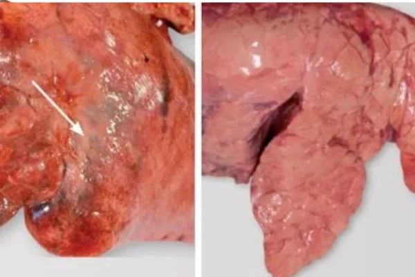 Pneumonia Enzoótica Suína 1vettop% Pneumonia Enzoótica Suína Desafios
