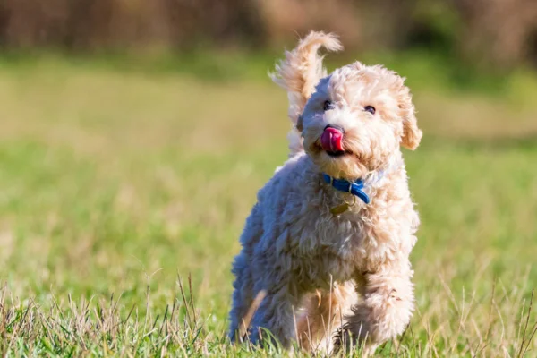 Poochon 2vettop% Poochon