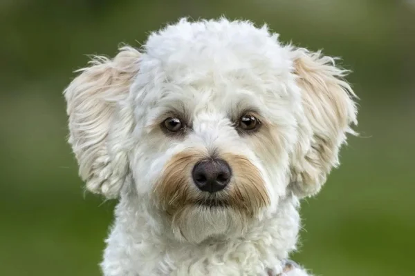 Poochon 1vettop% Poochon