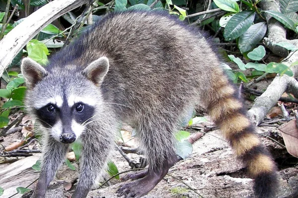 Tipos de Guaxinins 2vettop% Procyon cancrivorus