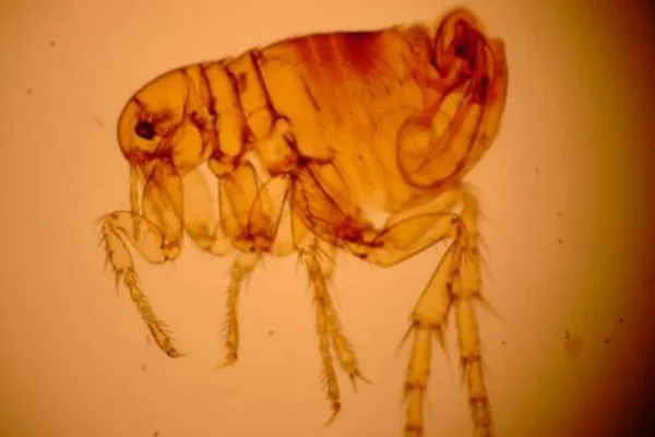 Tipos de Pulgas e Como Identificá-las 3vettop% Pulex irritans
