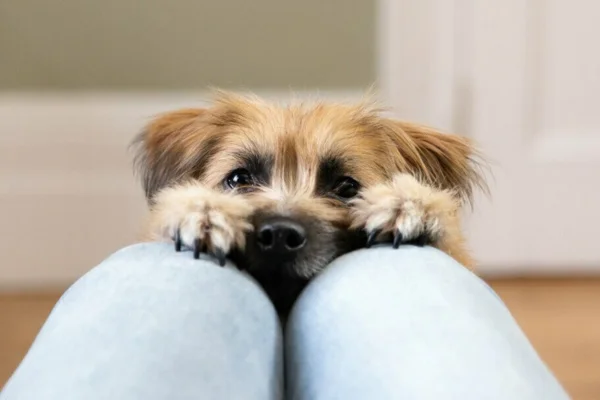 Raça de Cachorro Pequeno 1vettop% Raça de Cachorro Pequeno