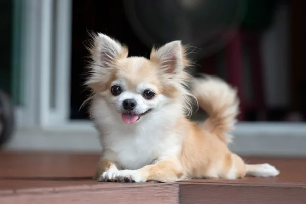 Raça de Cachorro Pequeno 2vettop% Raça de Cachorro Pequeno
