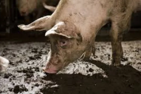 Salmonelose Suína 1vettop% Salmonelose Suína