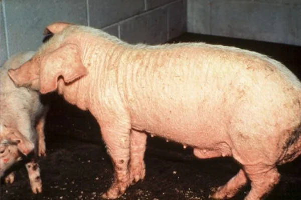 Sarna Sarcóptica (Sarcoptes scabiei var. suis) 1vettop% Sarna Sarcóptica em Suínos