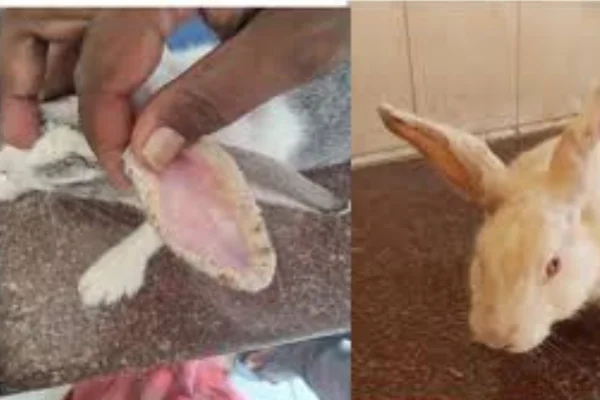 Sarna em coelhos 1vettop% Sarna em coelhos