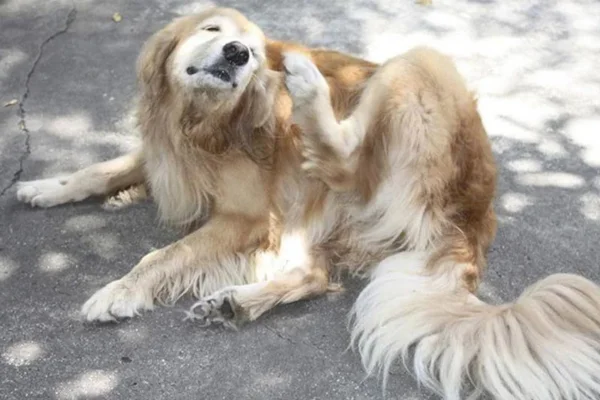 Sarna otodécica em cães 1vettop% Sarna otodécica em cães